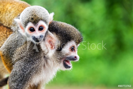 Image de Squirrel Monkey Mother and Child